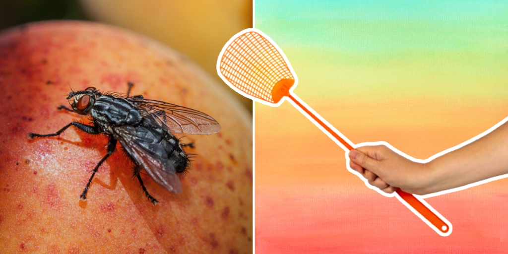 Fluga, Flugsmälla