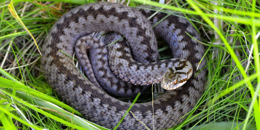Huggorm, Viper