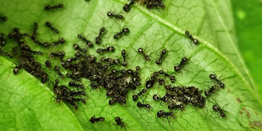 Myror, Ants