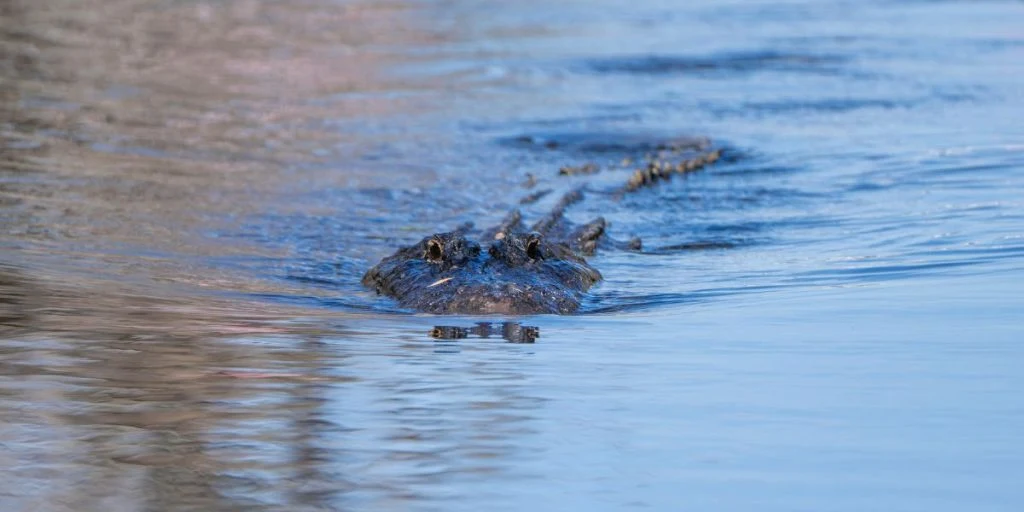 Alligator