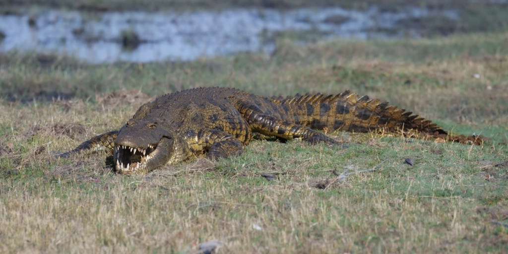 Nile crocodile