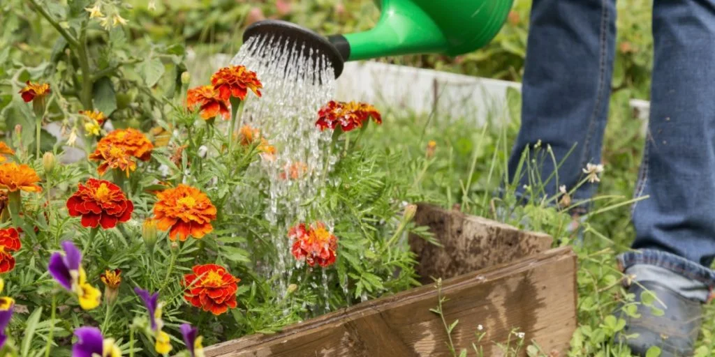 Franske morgenfruer, Tagetes, watering flowers, blomster