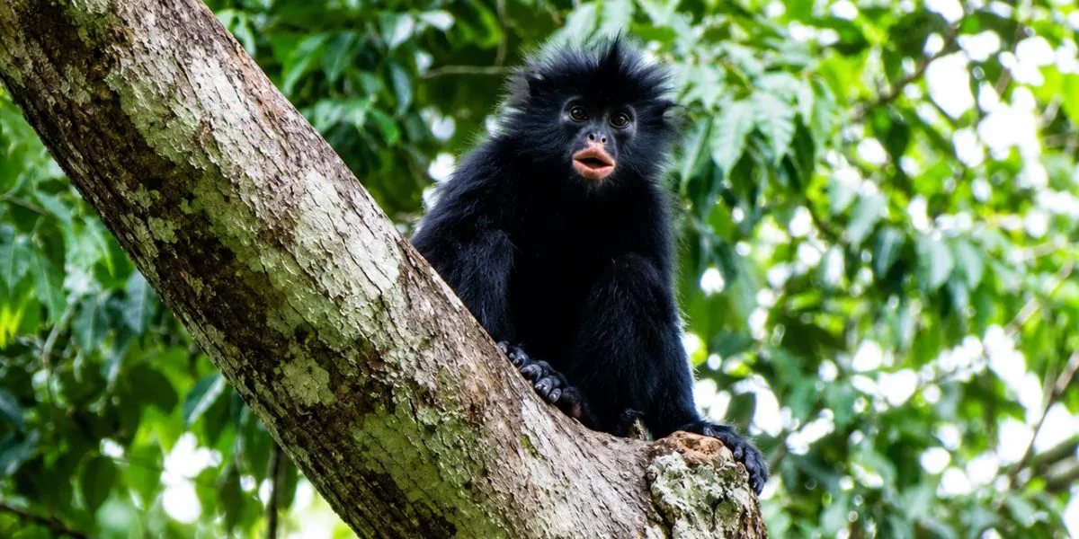 Scientists Confirm New Monkey Species In DR Congo Dagens scientists-confirm-new-monkey-species-in-dr-congo-dagens