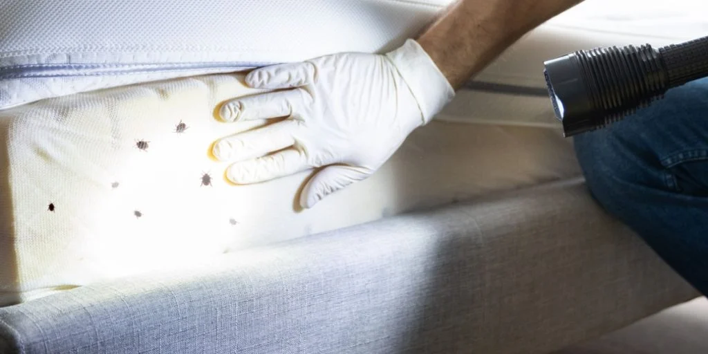 Bed Bugs, væggelus
