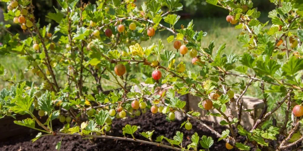 De færreste danskere kender til denne ‘superfood’: Den gror ude i de fleste haver