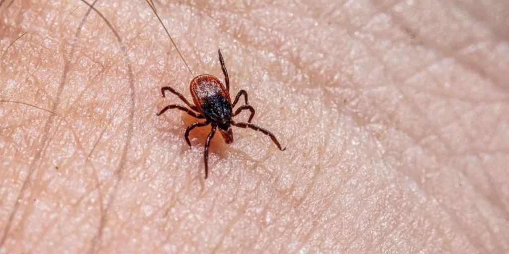 Ticks, flåter