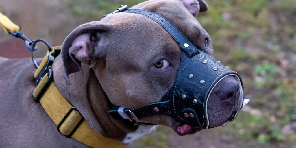 Ser du en hund med gult? Så bør du aldrig gå hen til den