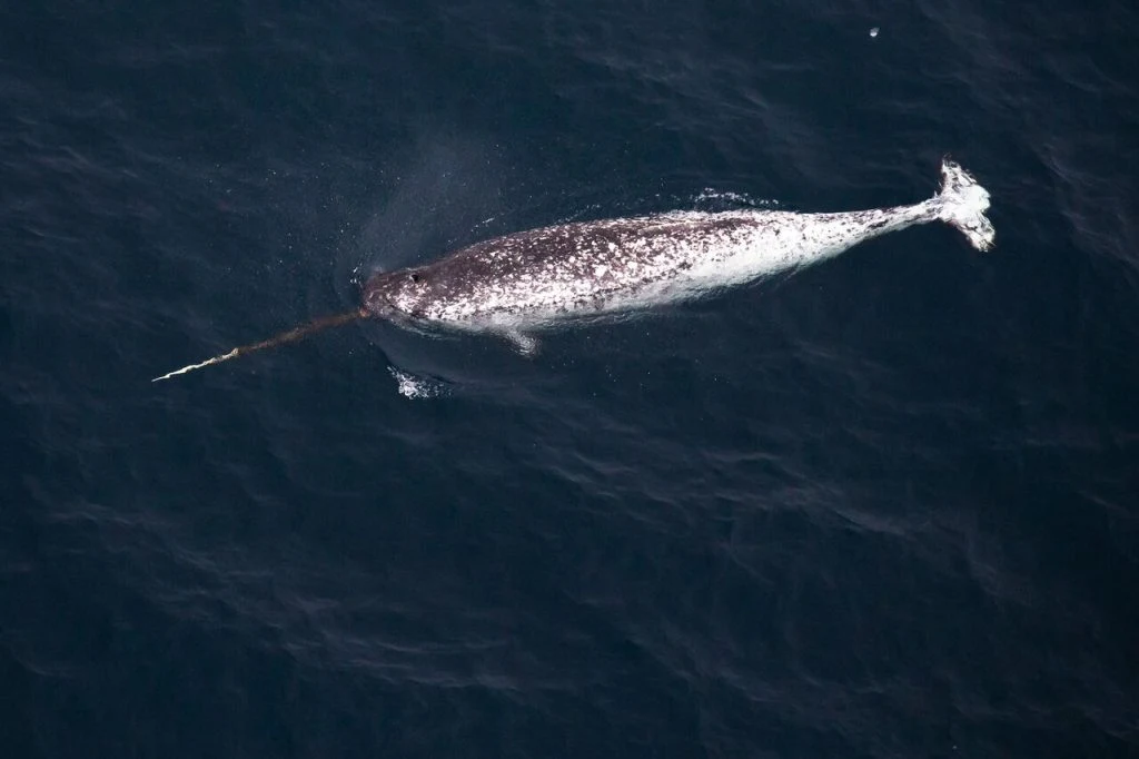 Narhval/narwhal