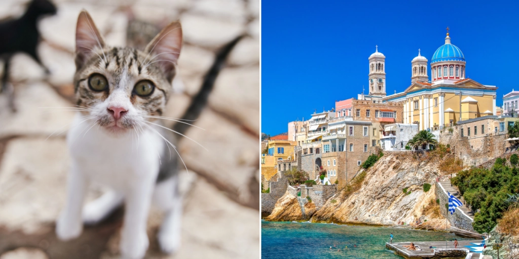 Katt, Grekland, Syros