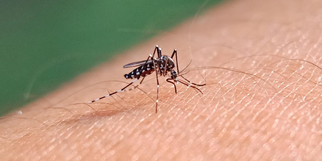 Mygga, Mosquito