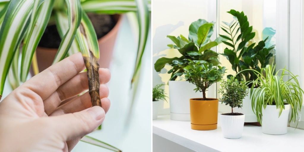 Krukväxter, Växter, Plantor