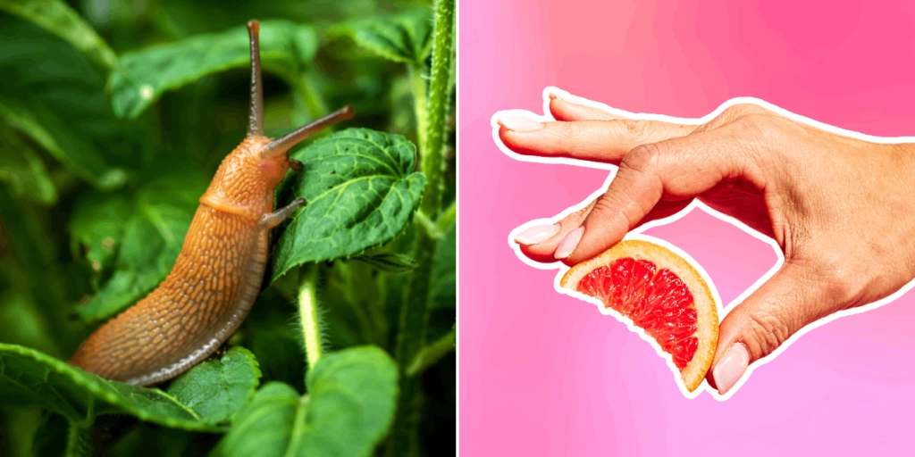 Snigel, Sniglar, Grapefrukt
