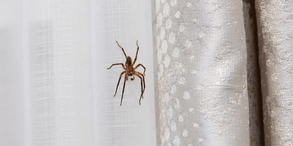 Spindel, Spider, Edderkop
