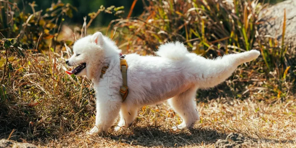 Dog kicking legs back