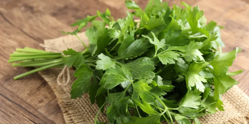 Fresh parsley, persille