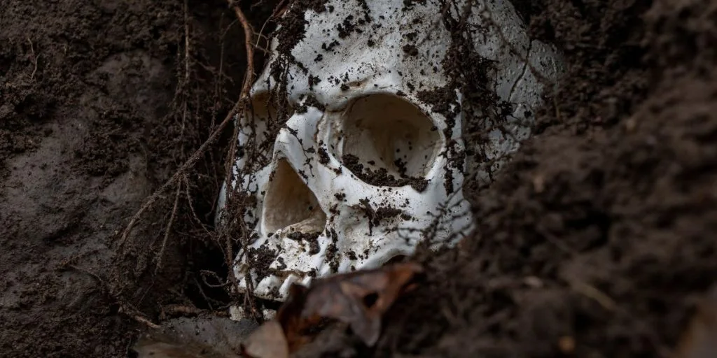 Human skull in hole in ground. Abandoned skull buried in ground with roots.