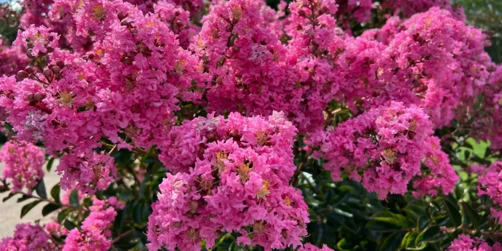 Lagerstroemia blomst, flower