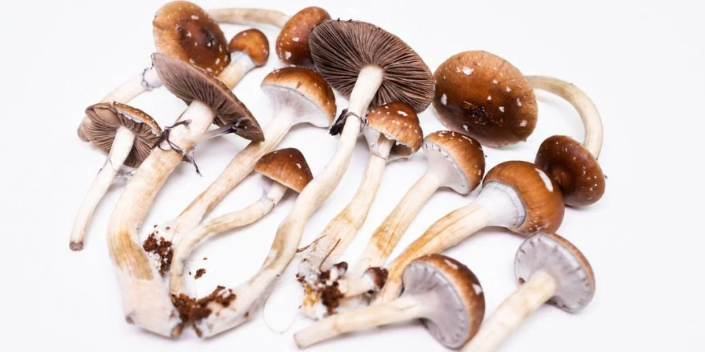 Magic mushrooms, psilocybe cubensis and psilocybin