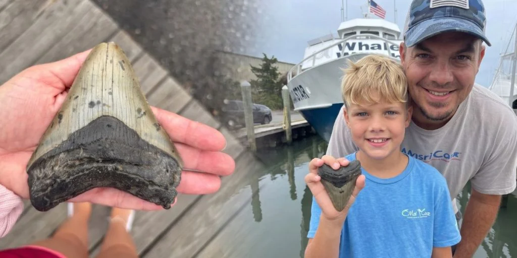 Megalodon tooth Michael Bowers Bo Bowers