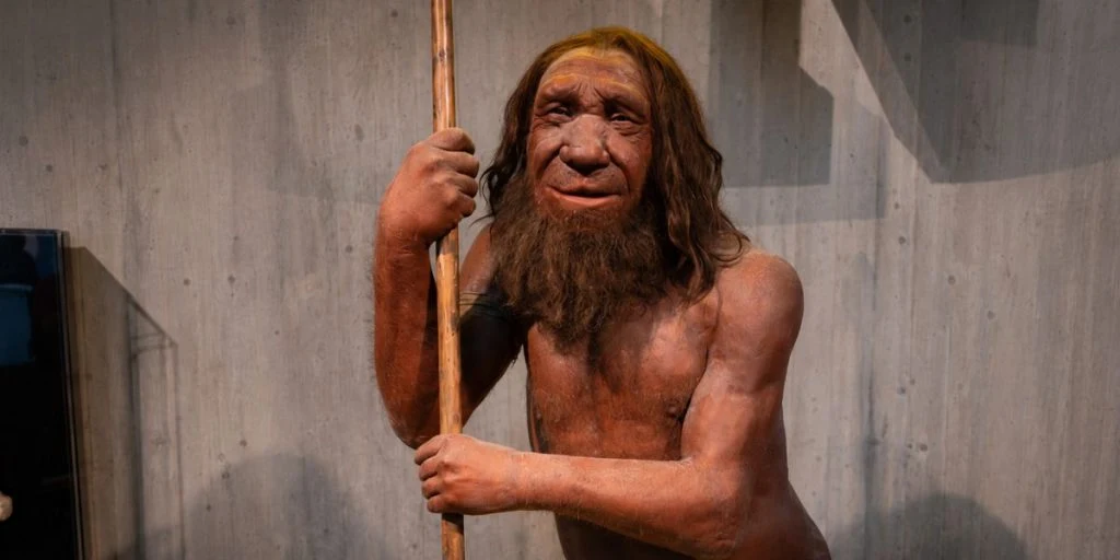 Full body Neanderthal reconstruction at the Neanderthal Museum, Germany,