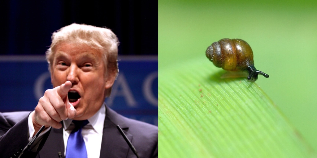 Sällsynt snigel stoppar Donald Trumps balsalsplaner på irländsk golfresort