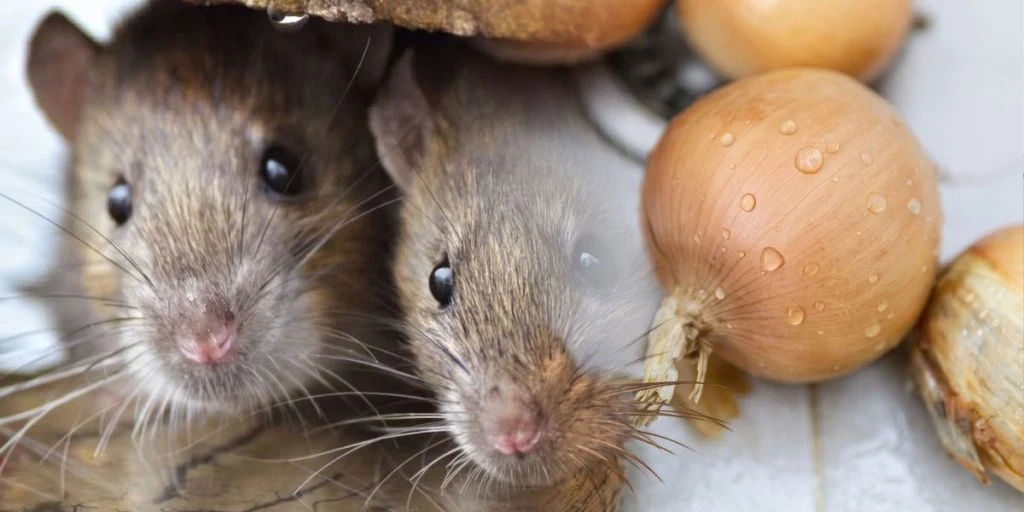 Rats and onions