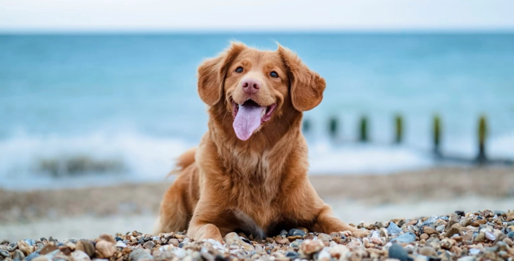 Dyrlæge advarer: Overset risiko truer hunde om sommeren