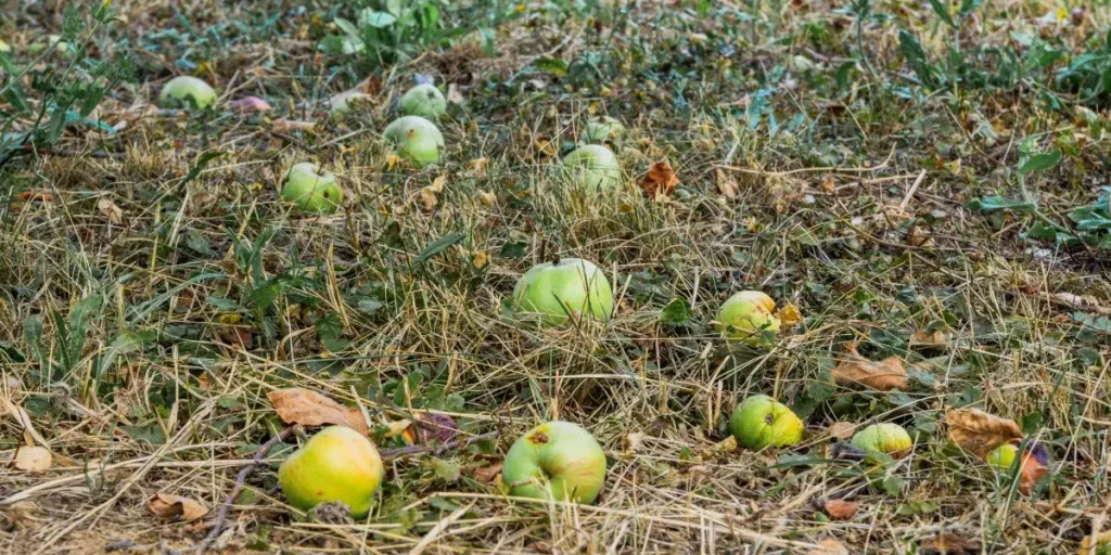 apples in garden