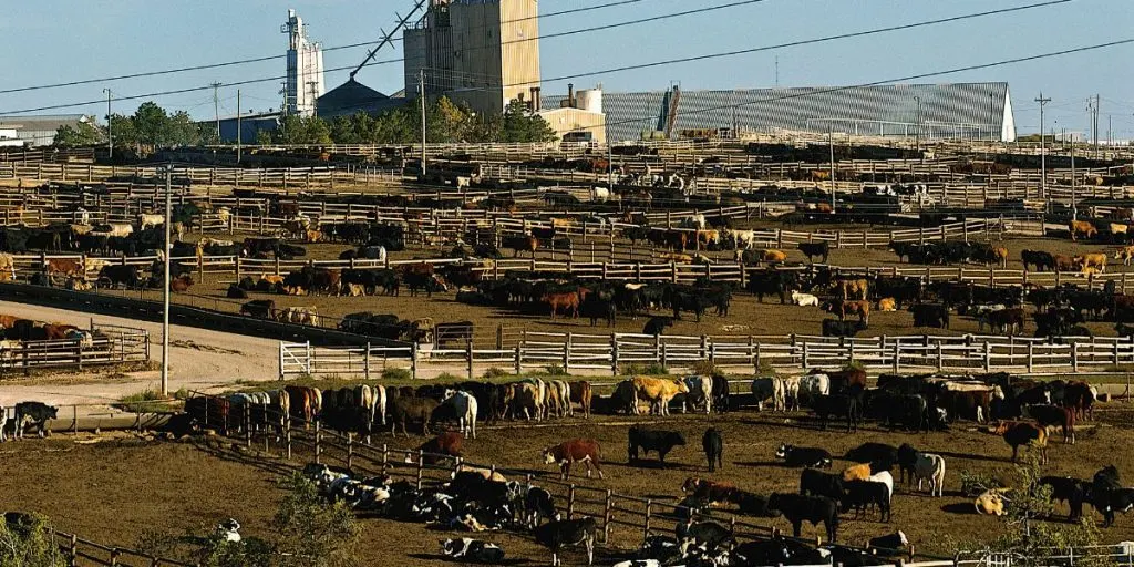 Ingalls, Kansas, USA, 24th October, 2014 Ingalls Feed Yard.is a feedlot type of animal feeding operation which is used in intensive animal farming for finishing livestock, notably beef cattle.