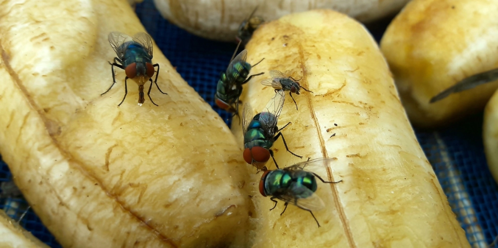 Flugor på bananer
