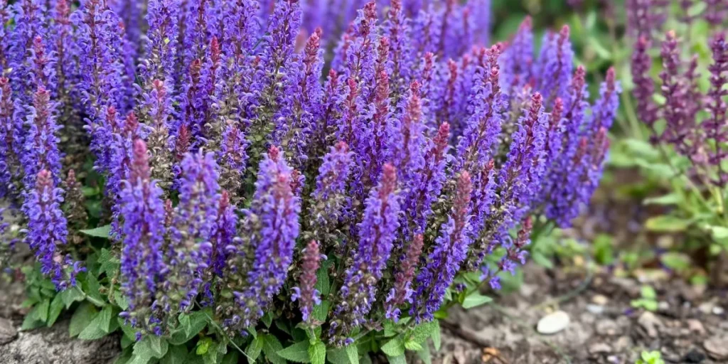 salvie, salvia, flower, blomster