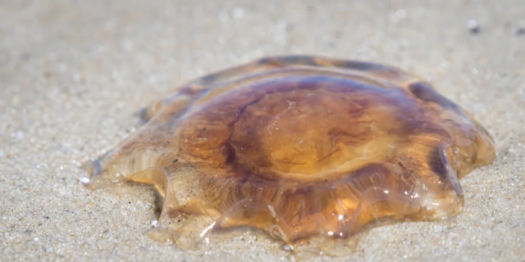 Brandmand på strand
