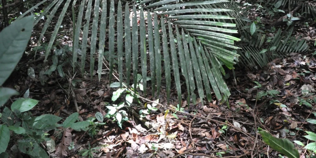 Skovbund i Malaysia