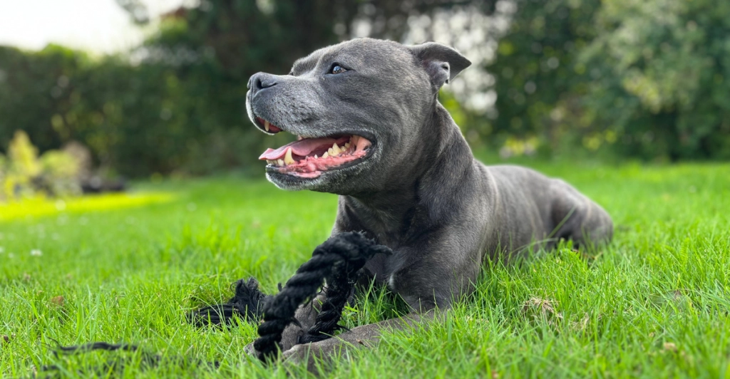 staffordshire bullterrier / hund