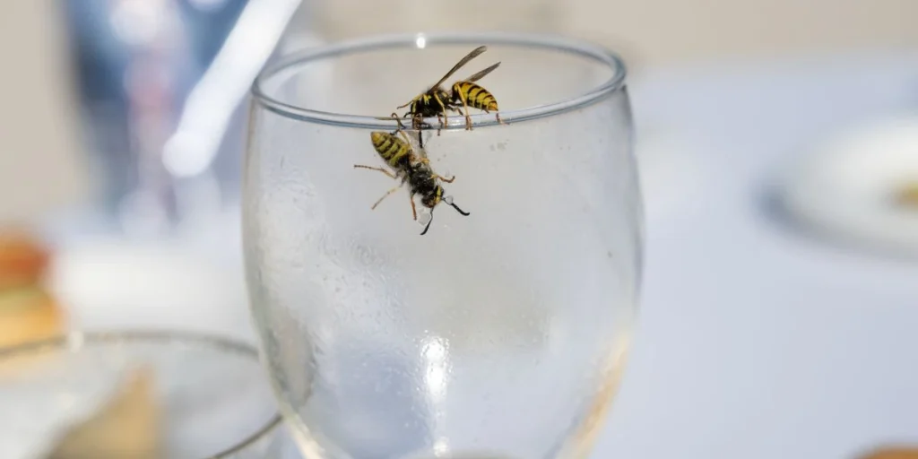 wasps glass, outside