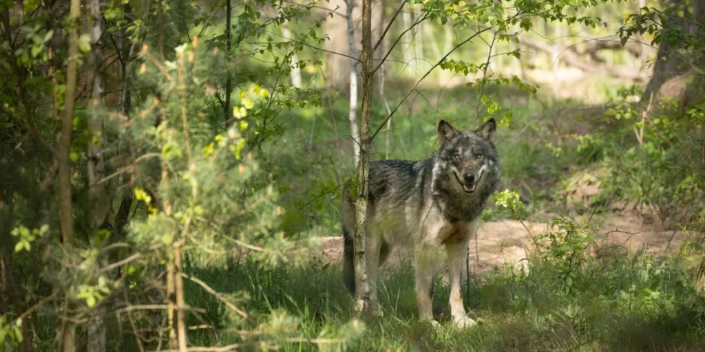 wolf, ulv