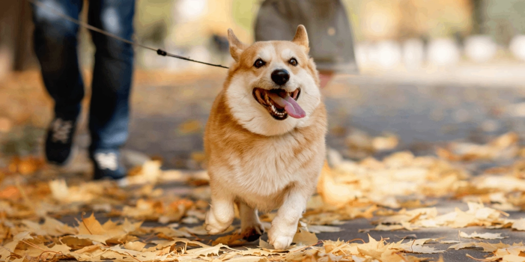 Hund, Dog