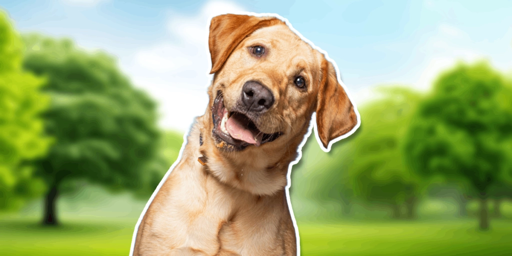 Hund, Dog