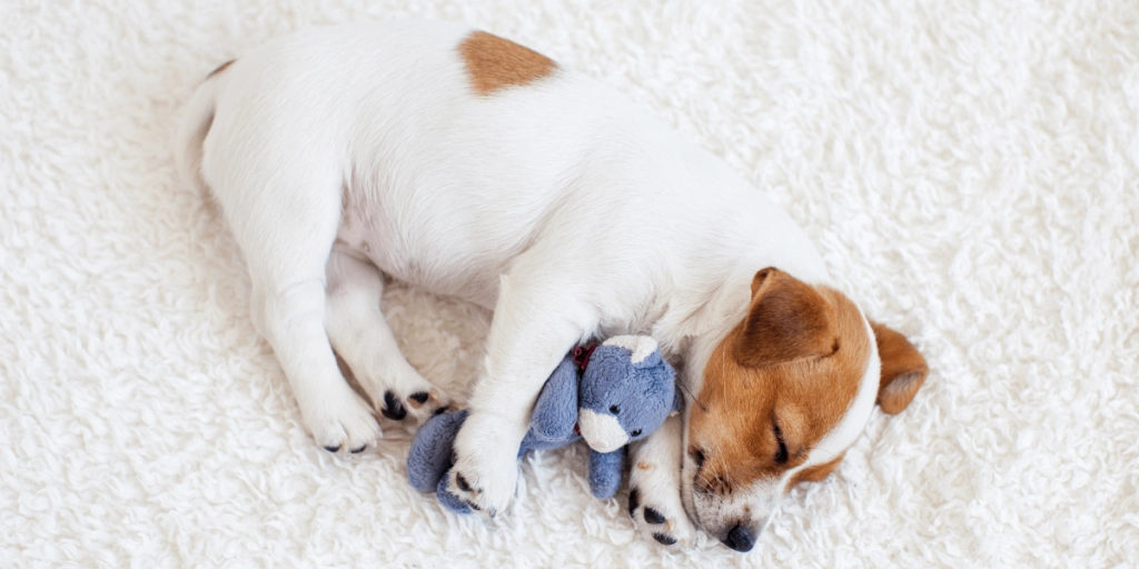 Hund sover,