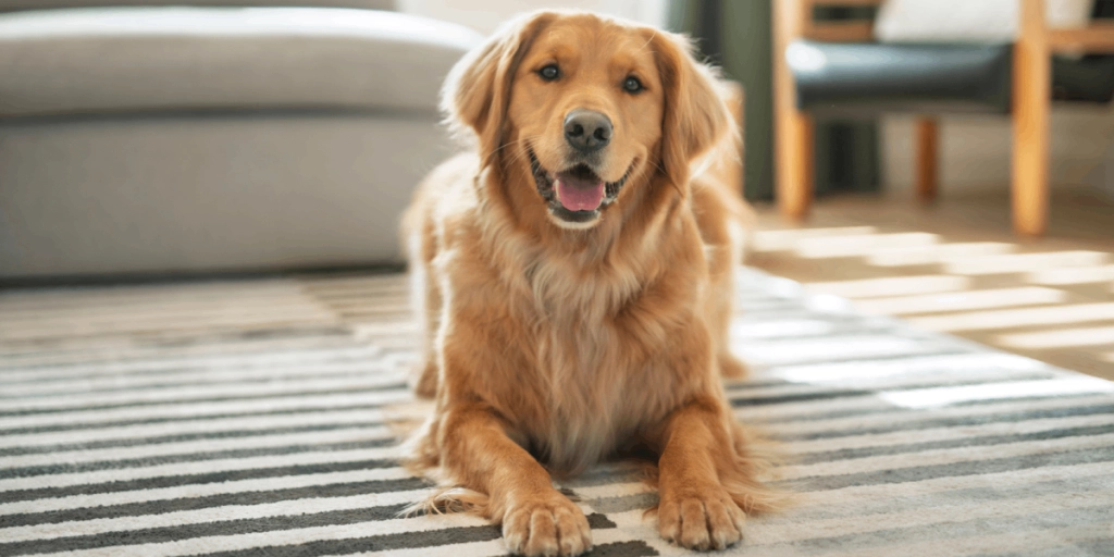 Hund, Dog