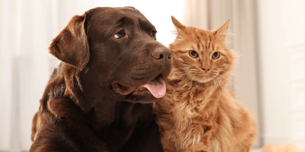 Hund, Katt, Husdjur, Djur