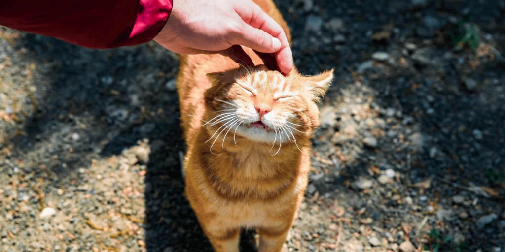 Katt, Katte, Cat