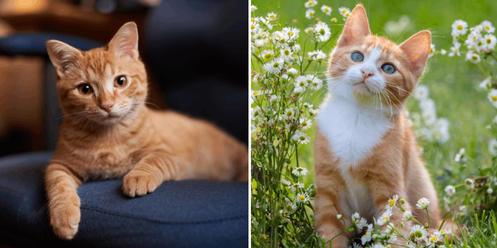 Katter, Cats