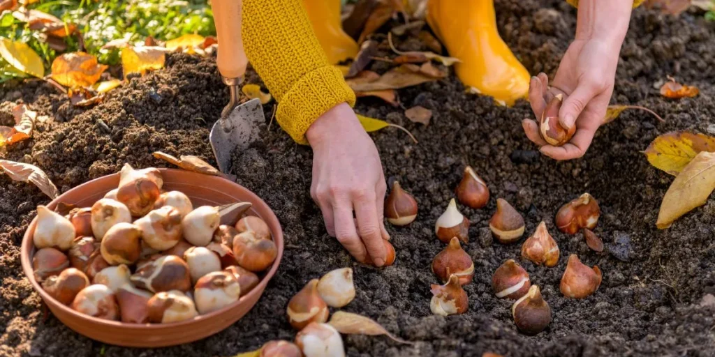 Blomsterløg, flower bulbs