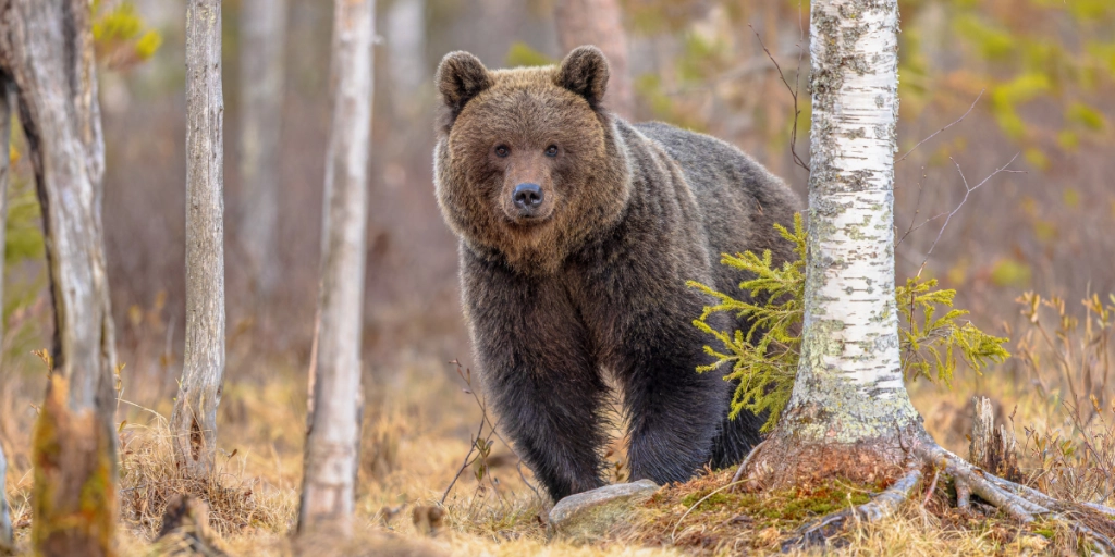 Brown bear