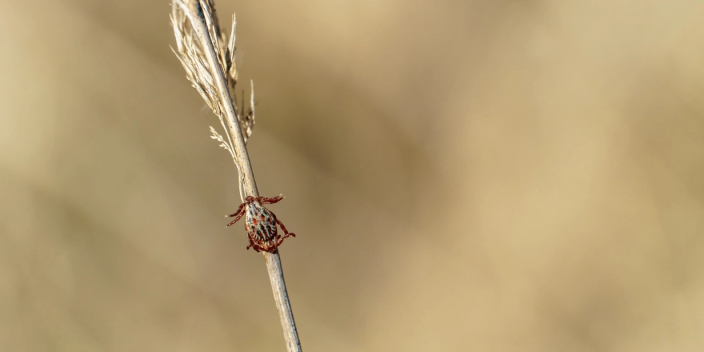 Ticks