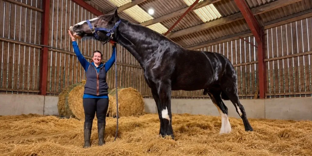 Hugo the tallest horse in the world
