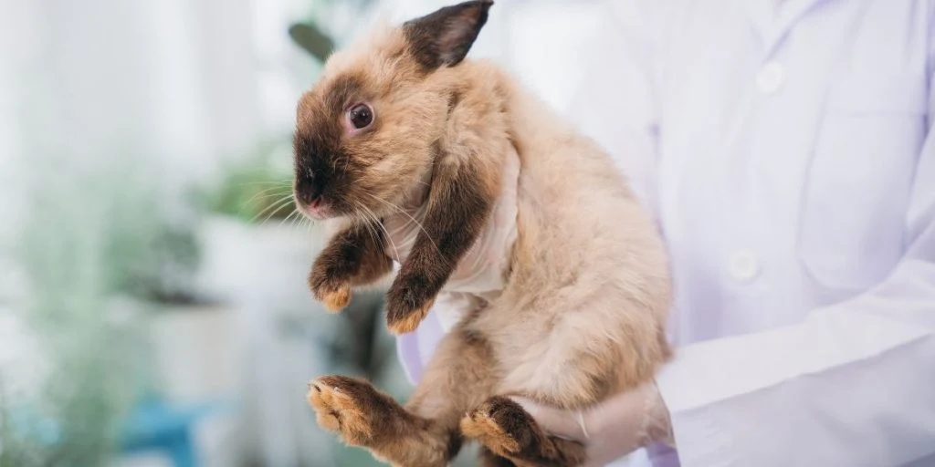 Scientist and Pharmacist Conducting Chemical Research and Animal Testing in a Laboratory. Rabbit in Laboratory Experiments. Ethical Pharmaceutical Research.