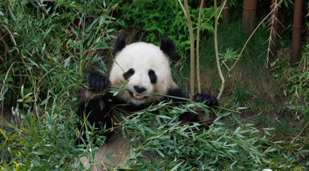 Trist panda-nyt fra København Zoo: “Vi havde naturligvis håbet på et andet resultat”