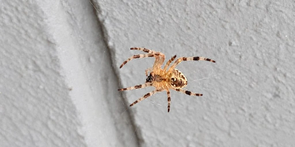 Spider